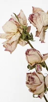 Flower Indoor Rose Live Wallpaper