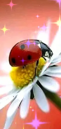 Flower Insect Plant Live Wallpaper
