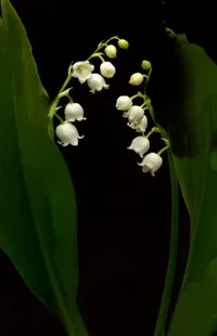 Flower Lily Of The Valley Plant Live Wallpaper