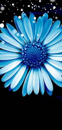 This live wallpaper showcases a blue daisy bloom in close-up, set against a black background