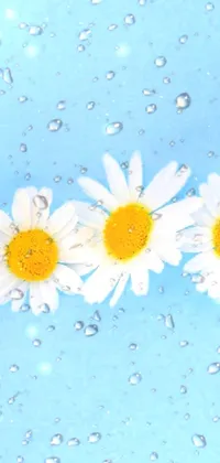 Flower Liquid Petal Live Wallpaper