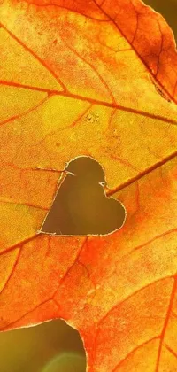 This phone live wallpaper features an orange leaf with a heart cut-out, designed in a renaissance autumnal style