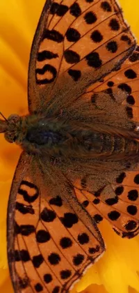 This stunning live wallpaper features a blue butterfly perched on a yellow flower against an orange background