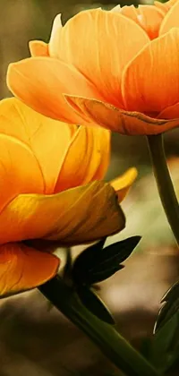 Flower Orange Petal Live Wallpaper