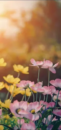 This phone live wallpaper depicts a serene and romantic scene set in a picturesque field filled with soft pink and cheerful yellow flowers