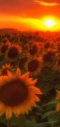 This captivating live wallpaper features a stunning field of sunflowers set against a vibrant sunset backdrop