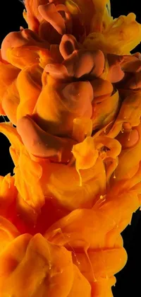 This phone live wallpaper features a magnificent orange flower showcased in close-up on an all-black background