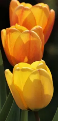 This beautiful phone live wallpaper captures a close-up of yellow tulips against an orange glow, creating a warm and inviting atmosphere