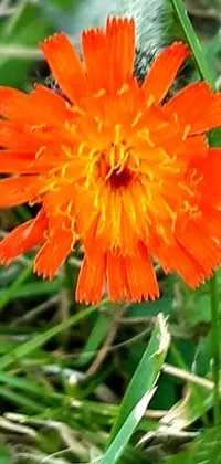 Adorn your mobile phone with a stunning orange flower close-up, surrounded by luscious green grass - a true epitome of natural beauty! The cell phone photo used to capture this picturesque image will make your phone stand out with its powerful yet subtle visuals