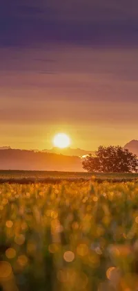 This stunning live wallpaper features rolling golden fields of grass stretching far into the horizon under a warm heavenly glow