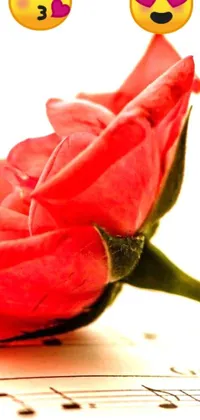 This phone live wallpaper boasts a stunning macro photograph of a red rose on a white background