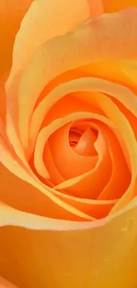 This stunning live wallpaper showcases a gorgeous yellow rose, with delicate water droplets glistening in the light