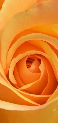 This mobile live wallpaper showcases a stunning close-up shot of the vibrant center of a yellow rose, captured in a mesmerizing macro photograph