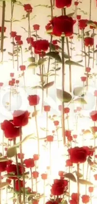 This live wallpaper features a room abundant with vibrant red roses in a captivating pattern
