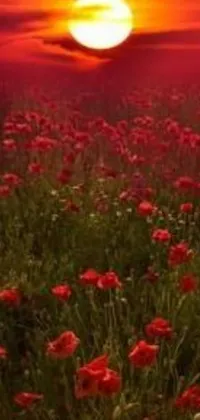 Experience the stunning beauty of a red poppy field at sunset with this mesmerizing live wallpaper for your phone