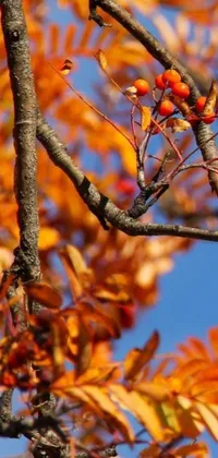 This phone live wallpaper captures the essence of autumn with its bird perched atop a tree branch amidst beautiful orange and blue shades