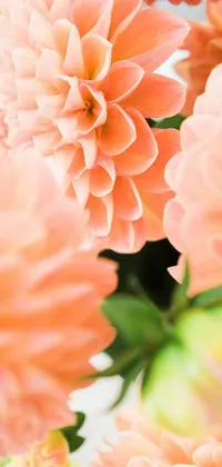 This stunning live wallpaper brings the beauty of nature to your phone with a close-up image of dahlias in shades of peach