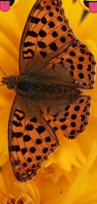 This live wallpaper depicts a lovely butterfly perched atop a yellow flower