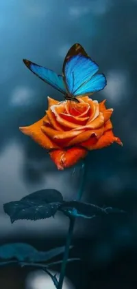 This lovely phone live wallpaper showcases a stunning close-up of a flower with a lovely butterfly perched on it
