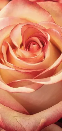 This stunning live wallpaper features a close-up view of pink roses in pastel shades