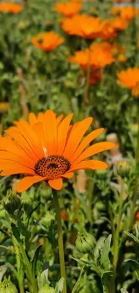 Bring the beauty of nature to your phone screen with this lively field of orange flowers live wallpaper