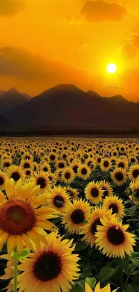 This stunning live wallpaper depicts a lush field of sunflowers set against a majestic mountain landscape
