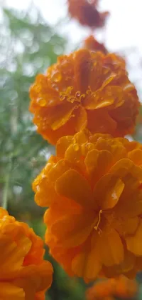 Looking for a beautiful and romantic live wallpaper for your phone? Check out this stunning close-up of gorgeous orange flowers against a cloudy sky