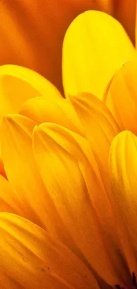 This stunning live wallpaper features a zoomed-in shot of vibrant yellow sunflowers, alongside other flowers like chrysanthemum and tulips in the background