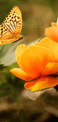 This phone live wallpaper features an exquisite close-up of a flower with a butterfly, rendered in realistic detail