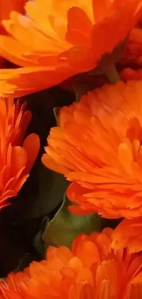 Enjoy a stunning live wallpaper for your phone depicting a close up view of a bunch of orange flowers