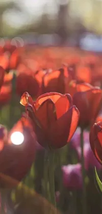 This phone live wallpaper features a scenic field of red tulips bathed in epic red-orange sunlight on a sunny day