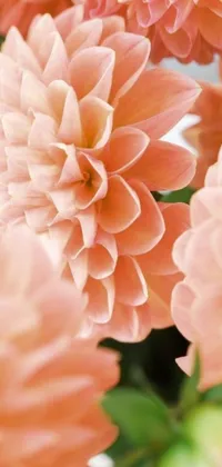 This live wallpaper features close-up shots of beautiful pink flowers in a vase