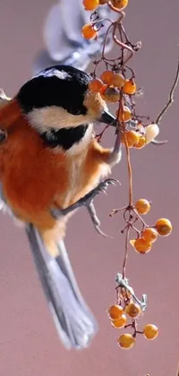 This live wallpaper showcases a beautiful macro photograph of a bird perched on a branch with bright orange berries and fluffy spines in the foreground