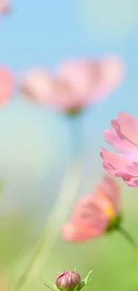 This stunning phone live wallpaper boasts a field of beautiful pink cosmos flowers against a calming blue sky background