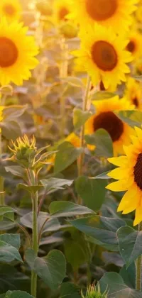 Experience the beauty of a sunflower field in full bloom with this captivating phone live wallpaper