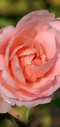 This gorgeous phone live wallpaper showcases a stunning pink rose with bright green leaves in a dreamy, ethereal setting