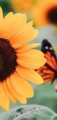 Step into a world of natural beauty with this captivating live wallpaper for your phone! The artwork features a close-up view of a vibrant sunflower and a butterfly