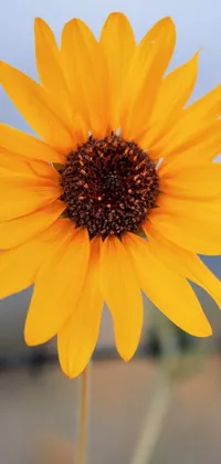 This phone live wallpaper showcases a stunning close-up view of a sunflower with a blurred, dreamy background