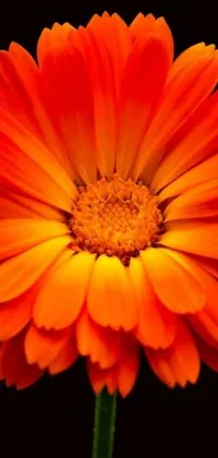 This stunning phone live wallpaper features a close up of an enchanting orange flower on a captivating black background