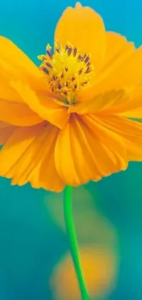 Looking for a stunning live wallpaper to add color and style to your iPhone? Check out this beautiful image featuring a close-up shot of a yellow flower with a blurry background