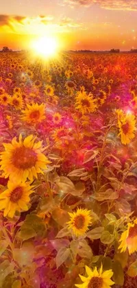 This live wallpaper for mobile phones depicts a field of sunflowers against a stunning sunset backdrop