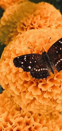 This phone live wallpaper showcases an exquisite close-up of a butterfly perched on a beautiful orange marigold flower against a striking background of Mexico City