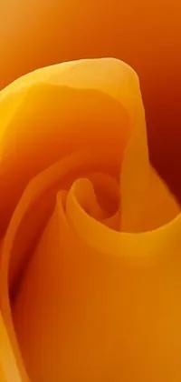 This live wallpaper features a close-up view of a yellow flower with an orange color tone and macro level details