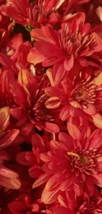 This stunning live wallpaper features a close-up view of a bunch of vibrant red chrysanthemums in full bloom, set against a background of earthy brown flowers