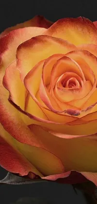 This yellow and red rose live wallpaper features a captivating flower against a black background
