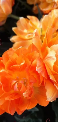 This wallpaper features a stunning close-up of vibrant orange flowers, capturing the natural beauty of the blossoms, and is a perfect addition to any phone background