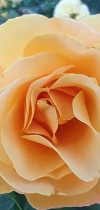 Transform your phone screen into a beautiful garden with a lively live wallpaper of a yellow rose in shades of peach