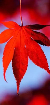 This live wallpaper features a highly detailed close-up of a leaf on a tree against a vibrant red background with a red sky glow