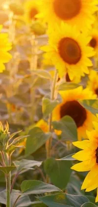 This sunflower live wallpaper for your phone features a stunning photo of a golden sunflower field captured during the evening light by a professional photographer
