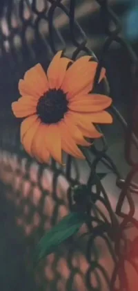 Enjoy a stunning phone live wallpaper featuring a beautiful yellow flower resting delicately on a metal fence